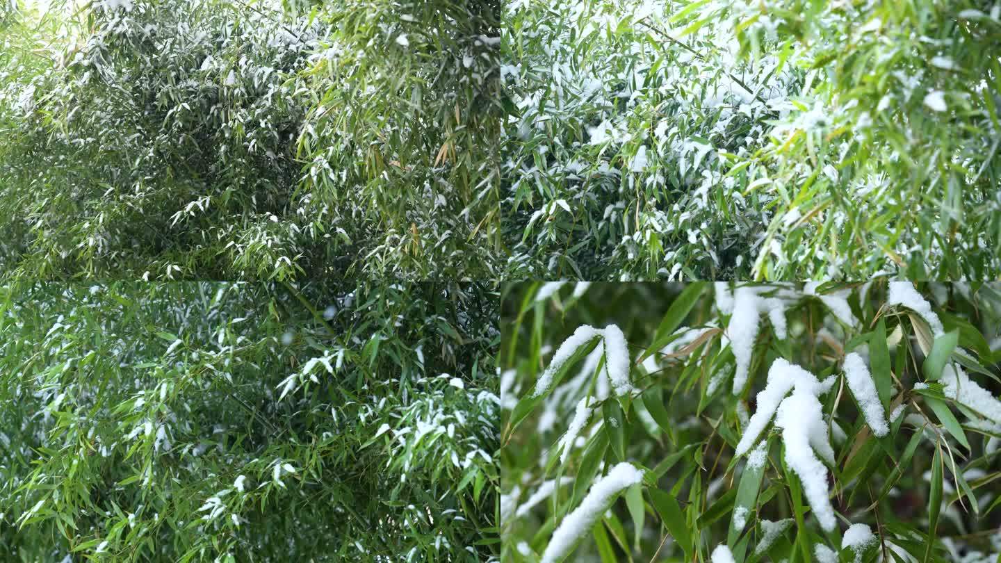 冬天下雪大雪中的竹子竹叶竹林积雪雪中竹林