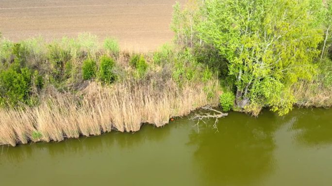 Dry gold reeds and green trees on a riverbank of T