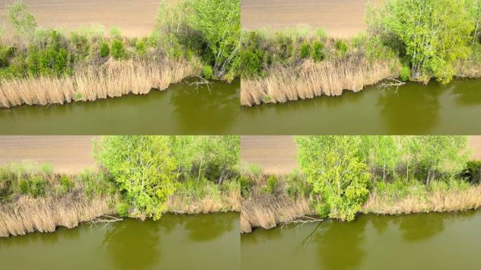 Dry gold reeds and green trees on a riverbank of T