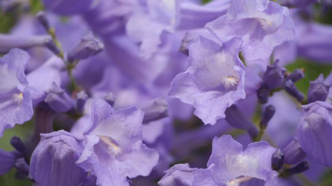 昆明5月份蓝花楹花卉盛开特写高清1080