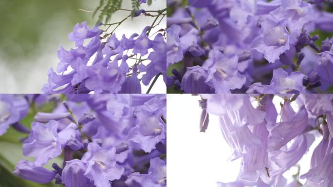 昆明5月份蓝花楹花卉盛开特写高清1080