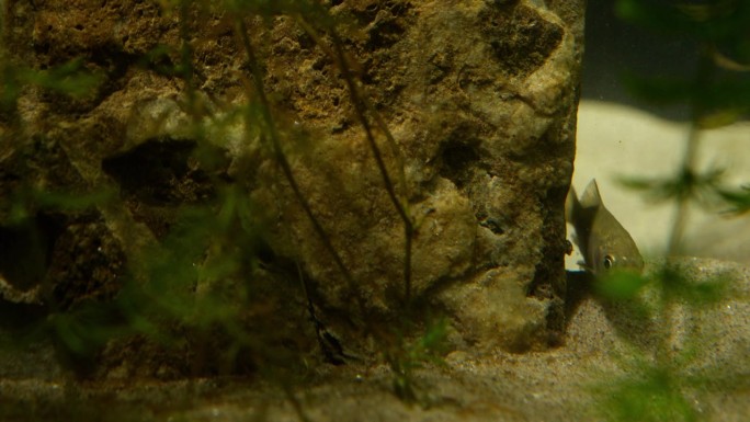 水族馆里有一条小鱼从大石头后面钻了出来