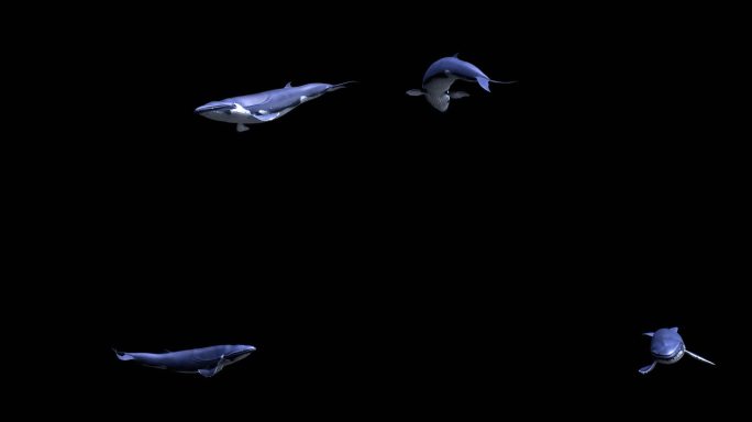 4K鲸鱼动画带通道