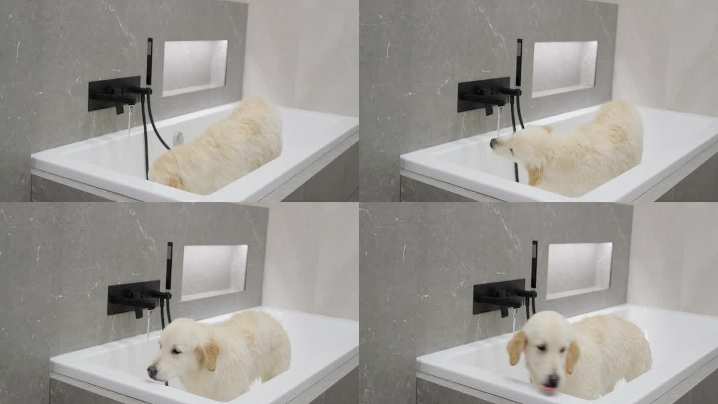 金毛猎犬在洗澡