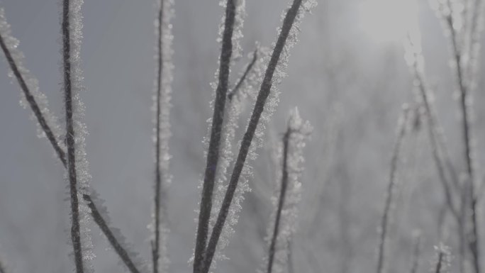 特写结冰的树枝空境