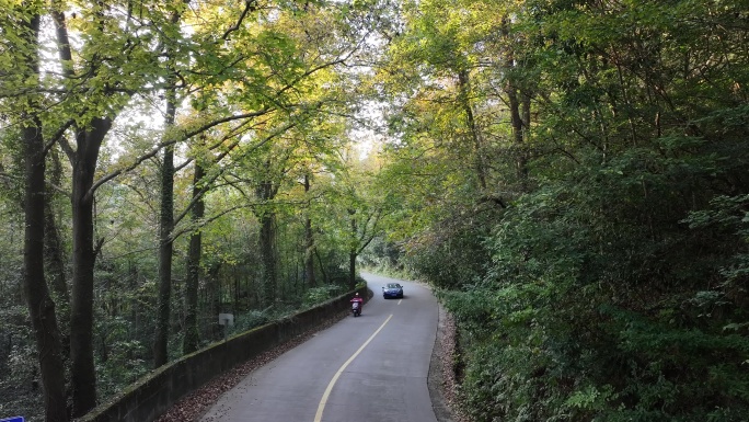 森林道路开车自驾游森林公路大自然