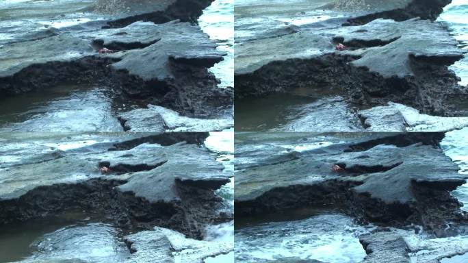 加拉帕戈斯群岛海岸，一只螃蟹在波浪背景下的岩石上行走。