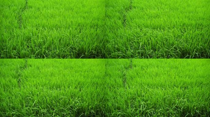 绿色的水稻被风吹在明亮的夏日草地上