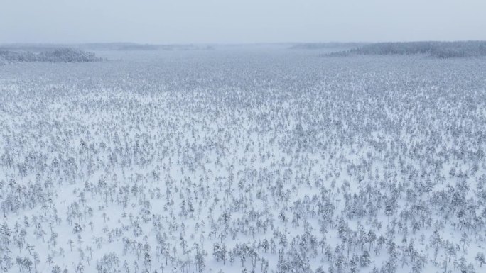 多雪的冬季松树林和阴天的沼泽小径——无人机拍摄