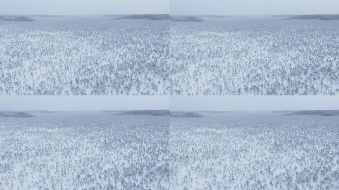多雪的冬季松树林和阴天的沼泽小径——无人机拍摄