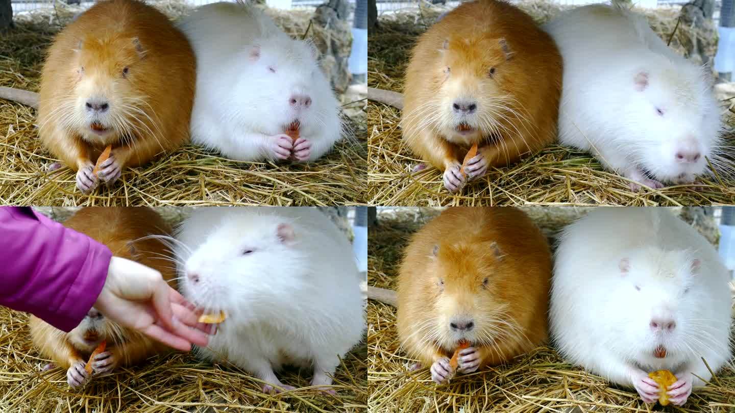 有趣的海狸鼠吃胡萝卜