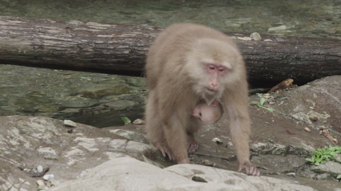 黄山短尾母子猴