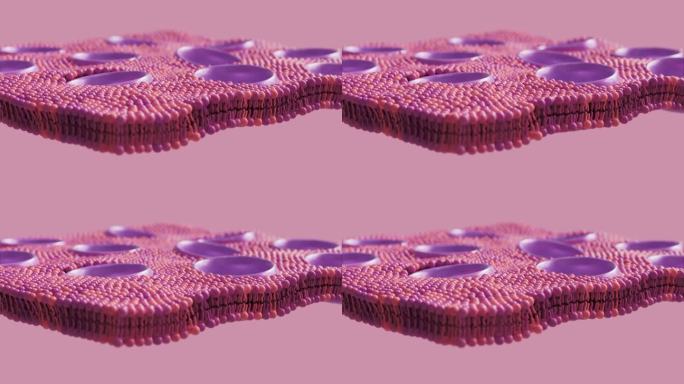 脂质双分子层细胞膜上的孔隙可循环动画
