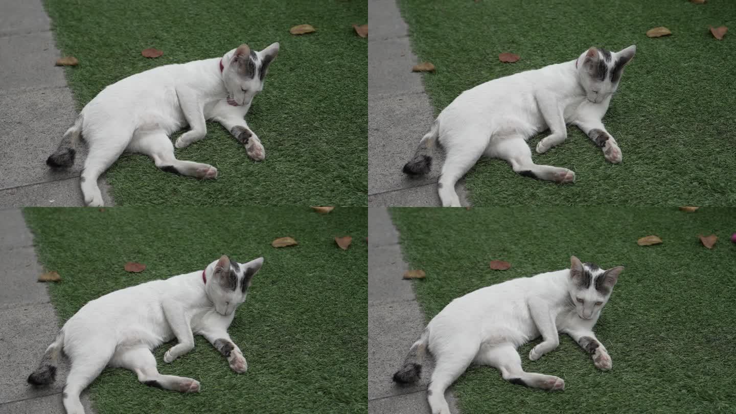 白猫白天在屋后的人造草地上睡觉