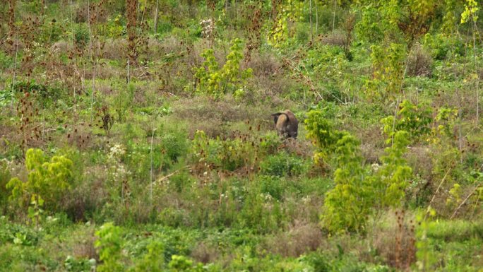野生的黑野猪在绿草和蓟丛中奔跑