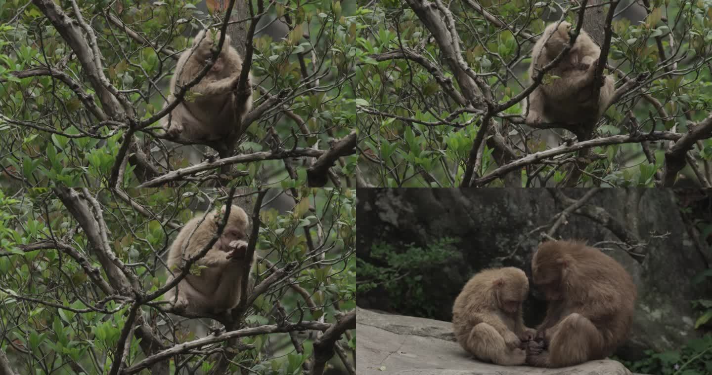 黄山短尾猴抓虱子升格