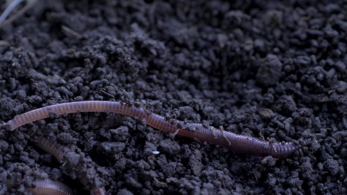 蚯蚓:生活在土壤中的陆生无脊椎动物