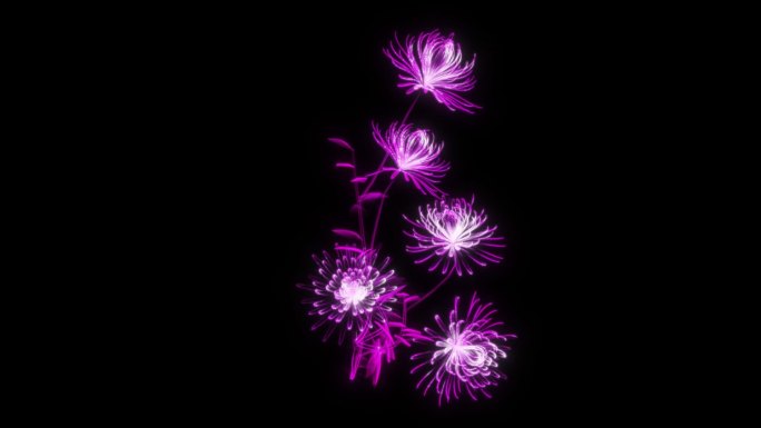 紫色发光全息菊花生长开花-带透明通道