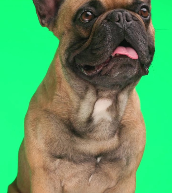 可爱的小法国斗牛犬狗抬头，伸出舌头，喘气，而坐在绿色的背景前