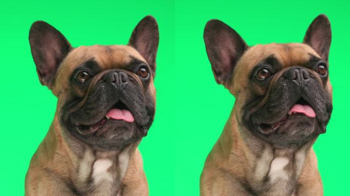 可爱的小法国斗牛犬狗抬头，伸出舌头，喘气，而坐在绿色的背景前