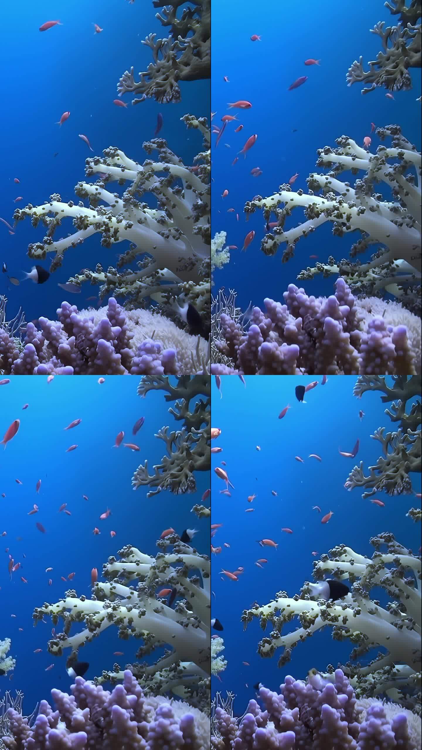 垂直视频关于白色软珊瑚在纯蓝色背景的清澈的水。