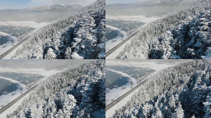 白色的松树景观与冬天的雪融为一体。