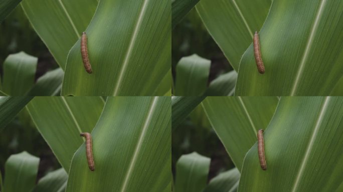 玉米叶上的秋粘虫