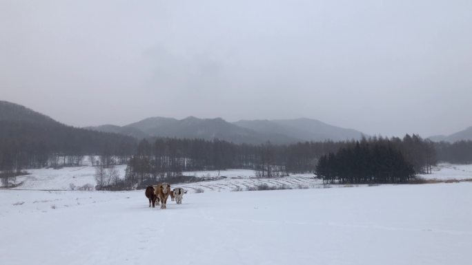 雪地里列队行走的牛4k