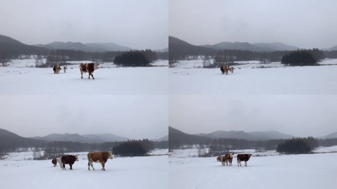 雪地里列队行走的牛4k