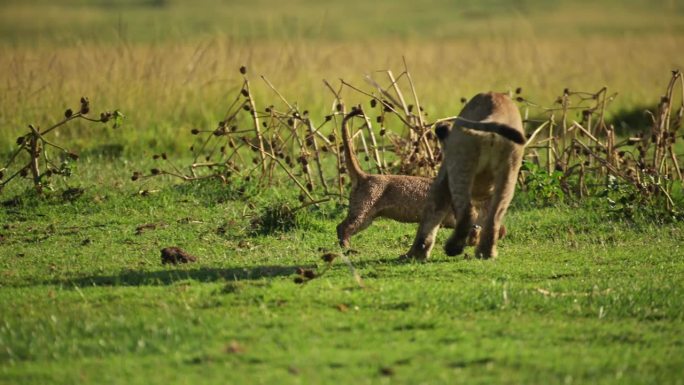 肯尼亚，马赛马拉北部野生动物保护区，小狮子幼崽在郁郁葱葱的风景中与树枝嬉戏的慢动作镜头