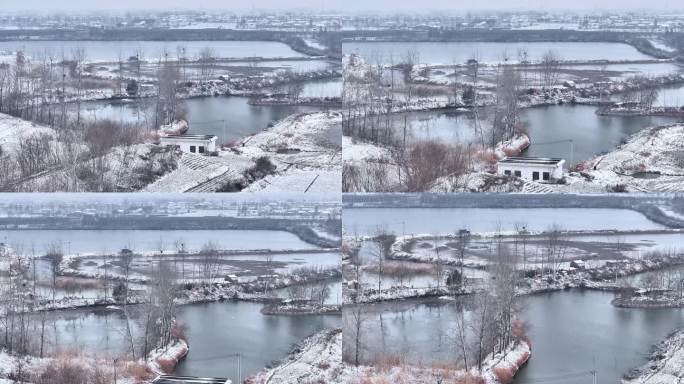 航拍乡镇池塘雪景鸟类捕食飞翔湿地栖息地