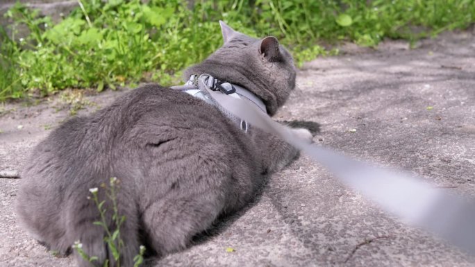 拴着皮带的灰色英国猫在户外晒太阳，躺在沙滩上