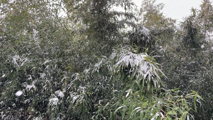 暴雪天气，竹林竹叶上的积雪