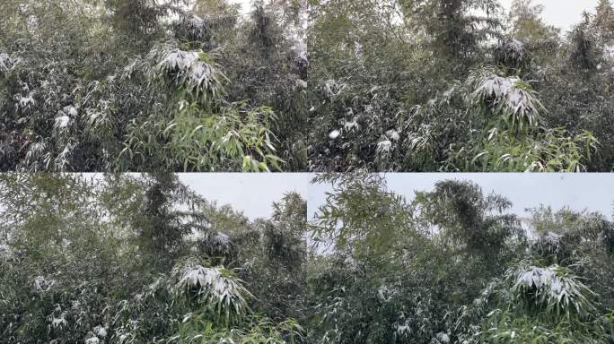 暴雪天气，竹林竹叶上的积雪