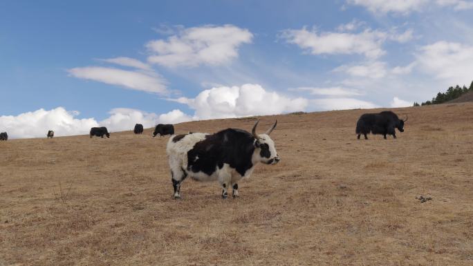 高原高山牦牛草原放牧