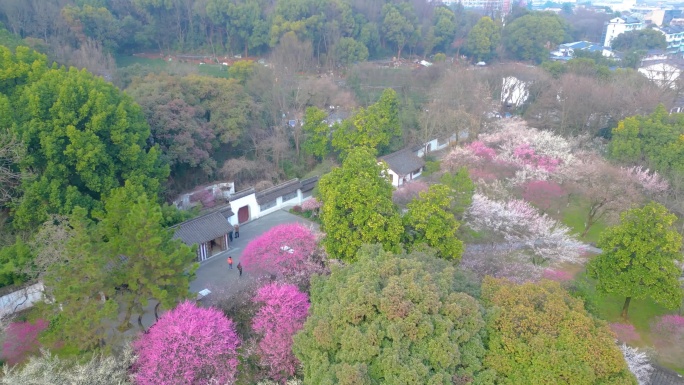 杭州植物园灵峰探梅梅花风景视频素材航拍