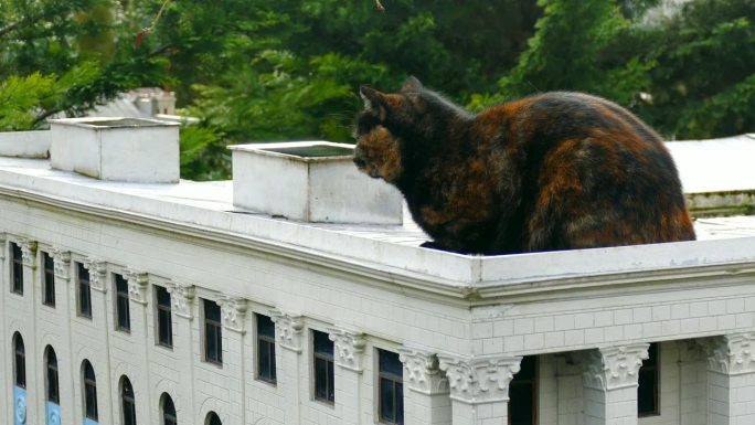 公园里的猫在一个有柱子的微型建筑的屋顶上休息
