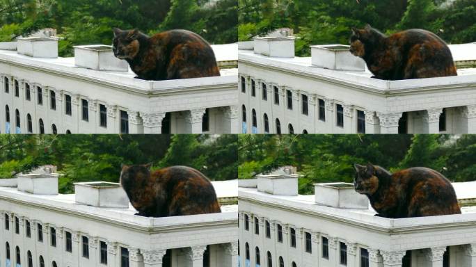 公园里的猫在一个有柱子的微型建筑的屋顶上休息