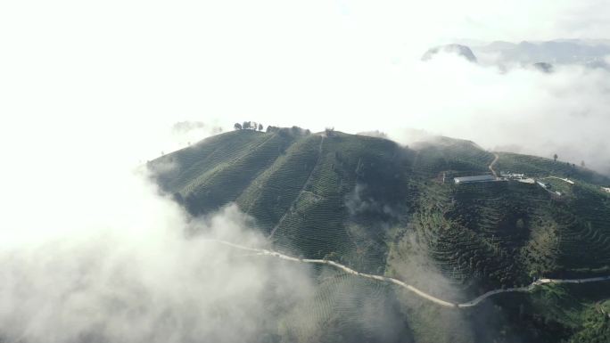 贵州省 丹寨茶山