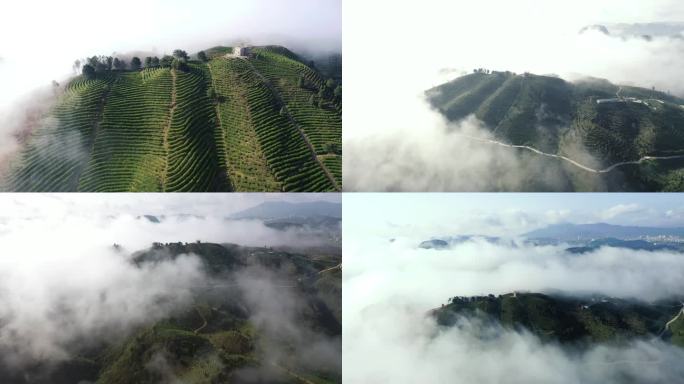 云雾笼罩下的丹寨茶山航拍