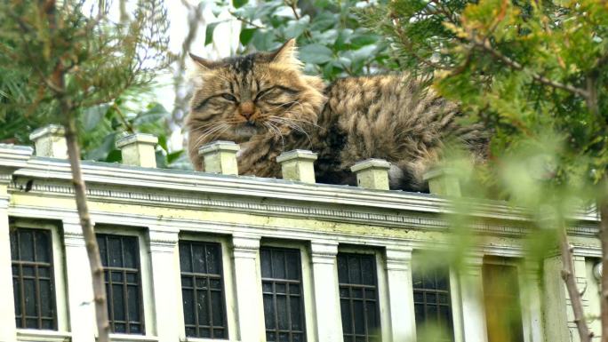 猫在公园屋顶上的一个微型房屋模型上休息