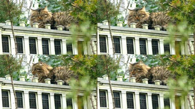 猫在公园屋顶上的一个微型房屋模型上休息