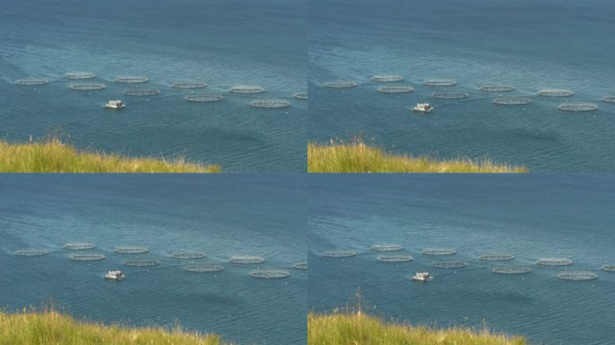 从长满草的悬崖顶上可以看到带有圆形网罩的浮动养鱼场