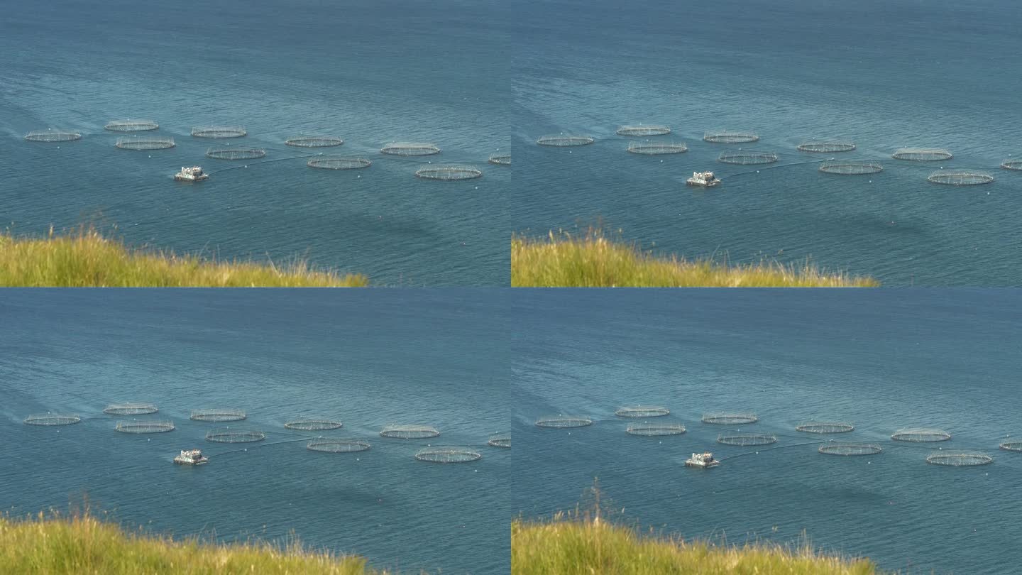从长满草的悬崖顶上可以看到带有圆形网罩的浮动养鱼场