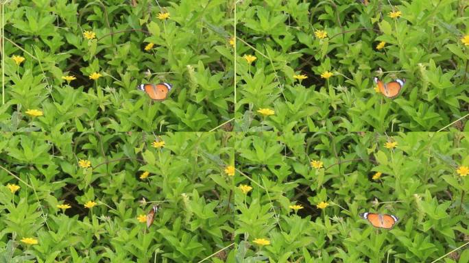 一只美丽的蝴蝶栖息在一朵黄花上