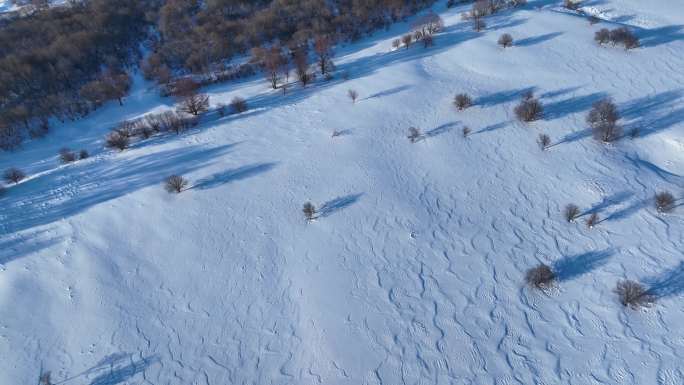 航拍雪原疏林风景