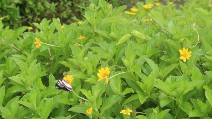 一只美丽的蝴蝶栖息在一朵黄花上