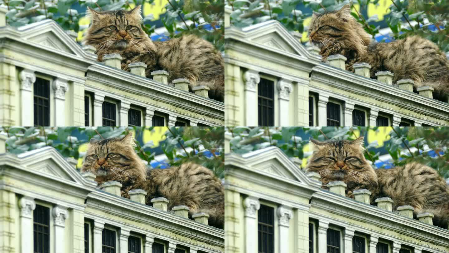 猫在一个微型豪宅模型的屋顶上休息