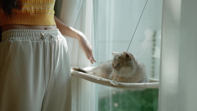 一位年轻女子满怀爱意地抚摸着一只躺在窗边晒太阳的英国短毛猫的头。