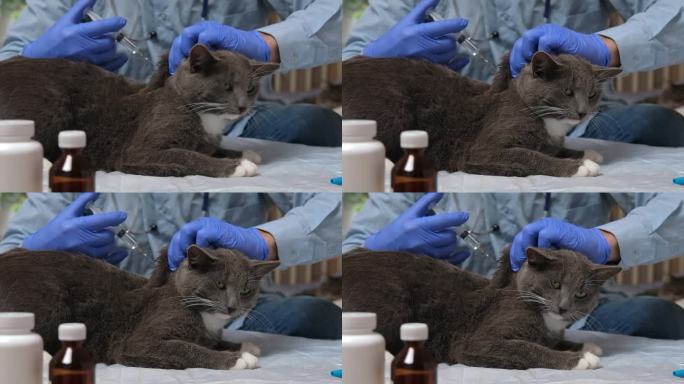 猫咪兽医检查。兽医检查猫，从跳蚤、虱子滴下。宠物疫苗接种。家畜治疗。医生给猫注射疫苗。兽医正在给病猫